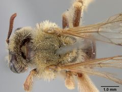 Panurgus pectidis by the Smithsonian. Used under a CC0 license.