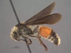 Dasymutilla fasciventris jalisco by the Smithsonian. Used under a CC0 license.