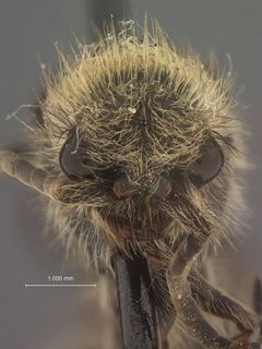 Dasymutilla fasciventris jalisco by the Smithsonian. Used under a CC0 license.