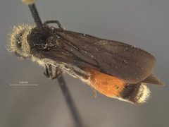 Dasymutilla fasciventris jalisco by the Smithsonian. Used under a CC0 license.