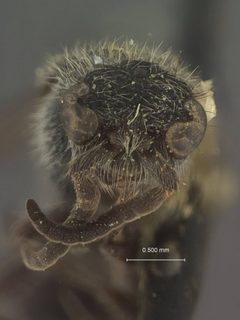 Ephuta spinifera by the Smithsonian. Used under a CC0 license.
