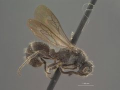 Ephuta spinifera by the Smithsonian. Used under a CC0 license.
