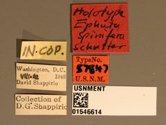 Ephuta spinifera by the Smithsonian. Used under a CC0 license.