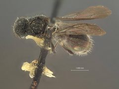 Ephuta spinifera by the Smithsonian. Used under a CC0 license.