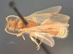 Odontophotopsis dentifera by the Smithsonian. Used under a CC0 license.