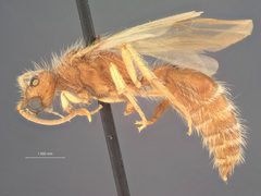 Odontophotopsis dentifera by the Smithsonian. Used under a CC0 license.