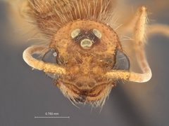 Odontophotopsis dentifera by the Smithsonian. Used under a CC0 license.