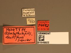 Odontophotopsis dentifera by the Smithsonian. Used under a CC0 license.