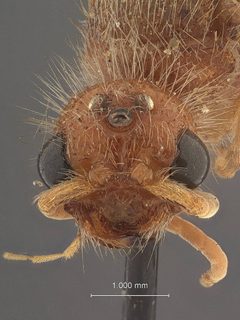 Odontophotopsis mellicausa piceipes by the Smithsonian. Used under a CC0 license.