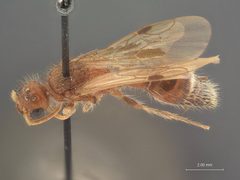 Odontophotopsis mellicausa piceipes by the Smithsonian. Used under a CC0 license.
