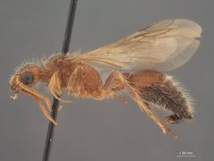 Odontophotopsis mellicausa piceipes by the Smithsonian. Used under a CC0 license.