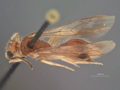 Photomorphus (Photomorphina) archboldi by the Smithsonian. Used under a CC0 license.