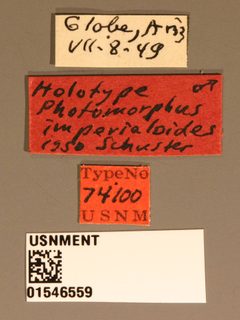 Photomorphus imperialoides by the Smithsonian. Used under a CC0 license.
