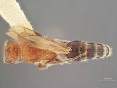 Photomorphus johnsoni ntchitoches by the Smithsonian. Used under a CC0 license.