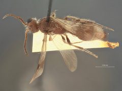 Photomorphus (Photomorphina) taeniatus taeniatus by the Smithsonian. Used under a CC0 license.