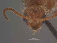 Photomorphus (Photomorphina) taeniatus taeniatus by the Smithsonian. Used under a CC0 license.