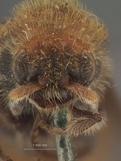 Timulla barbigera rohweri by the Smithsonian. Used under a CC0 license.
