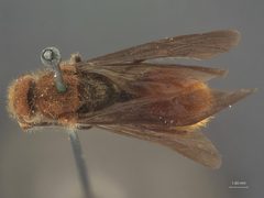 Timulla barbigera rohweri by the Smithsonian. Used under a CC0 license.