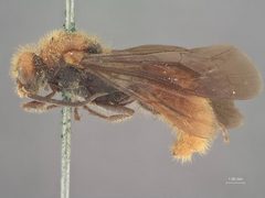 Timulla barbigera rohweri by the Smithsonian. Used under a CC0 license.