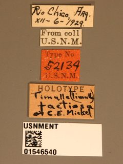 Timulla (Timulla) factiosa by the Smithsonian. Used under a CC0 license.