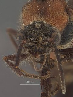 Timulla (Timulla) ocellaria rufidorsa by the Smithsonian. Used under a CC0 license.