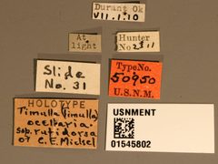 Timulla (Timulla) ocellaria rufidorsa by the Smithsonian. Used under a CC0 license.