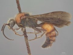 Timulla (Timulla) ocellaria rufidorsa by the Smithsonian. Used under a CC0 license.