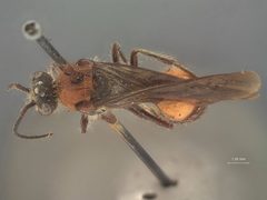Timulla (Timulla) ocellaria rufidorsa by the Smithsonian. Used under a CC0 license.