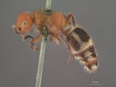 Timulla (Timulla) suspensa sonora by the Smithsonian. Used under a CC0 license.