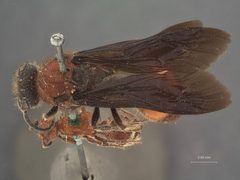 Timulla (Timulla) vagans rufinota by the Smithsonian. Used under a CC0 license.