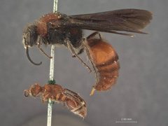 Timulla (Timulla) vagans rufinota by the Smithsonian. Used under a CC0 license.