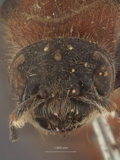 Timulla (Timulla) vagans rufinota by the Smithsonian. Used under a CC0 license.