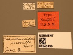 Cosmocomoidea morrilli by the Smithsonian. Used under a CC0 license.