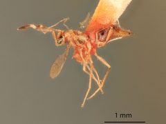 Cosmocomoidea morrilli by the Smithsonian. Used under a CC0 license.