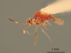 Cosmocomoidea morrilli by the Smithsonian. Used under a CC0 license.