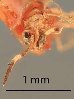 Cosmocomoidea morrilli by the Smithsonian. Used under a CC0 license.