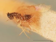 Gonatocerus anthonomi by the Smithsonian. Used under a CC0 license.