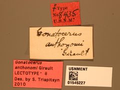 Gonatocerus anthonomi by the Smithsonian. Used under a CC0 license.