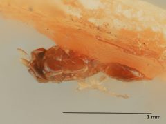 Gonatocerus anthonomi by the Smithsonian. Used under a CC0 license.