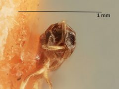 Gonatocerus anthonomi by the Smithsonian. Used under a CC0 license.