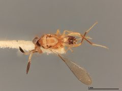 Gonatocerus atriclavus by the Smithsonian. Used under a CC0 license.
