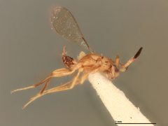 Gonatocerus atriclavus by the Smithsonian. Used under a CC0 license.