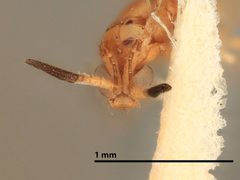 Gonatocerus atriclavus by the Smithsonian. Used under a CC0 license.