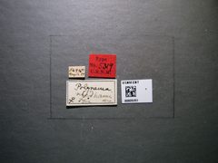 Polynema needhami by the Smithsonian. Used under a CC0 license.