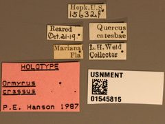 Ormyrus crassus by the Smithsonian. Used under a CC0 license.