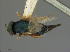 Ormyrus rosae by the Smithsonian. Used under a CC0 license.