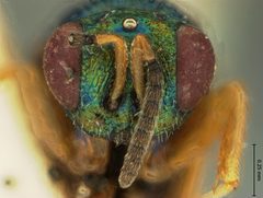 Ormyrus rosae by the Smithsonian. Used under a CC0 license.