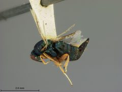 Ormyrus rosae by the Smithsonian. Used under a CC0 license.