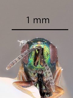 Ormyrus tenuis by the Smithsonian. Used under a CC0 license.
