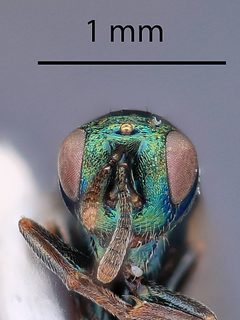 Ormyrus turio by the Smithsonian. Used under a CC0 license.